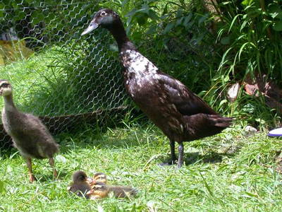 Bild 20 aus  Bauniglerhof