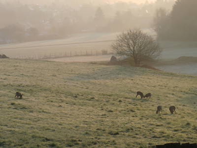 Beobachtung unserer ständigen Nachbarn (Nord-Ost-Balkon)