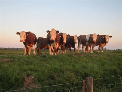 Bild 21 aus  Heverhus