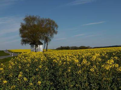 Rapsfeld mit Kapelle