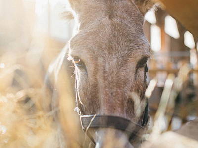Bild 9 aus  Ottonenhof, die Familotel Ferienhofanlage für die GANZE Familie im Sauerland