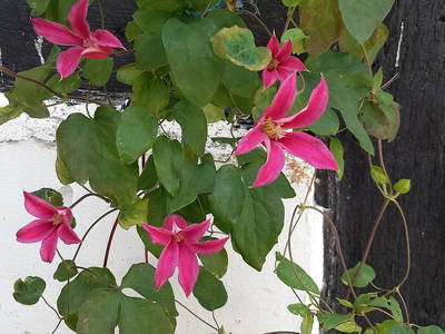 Bild 28 aus  Wohlfühlwohnung im Grünen auf Pferdehof