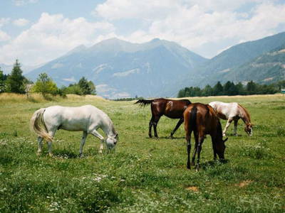 Bild 10 aus  LandSelection Landgut Moserhof