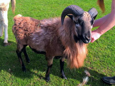 Bild 15 aus  Ferienhof Birnbaum