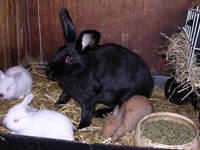 Bild 12 aus  Gasthof zum Grünen Baum