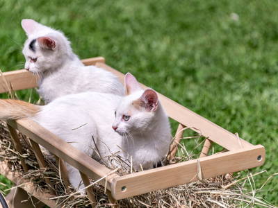 Bild 12 aus  Nussbaumerhof    (CIN: IT021011B5O4I2M5AI)