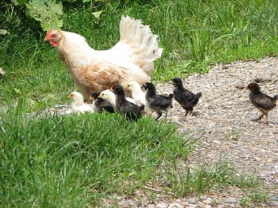 Bild 34 aus  Raffreiderhof