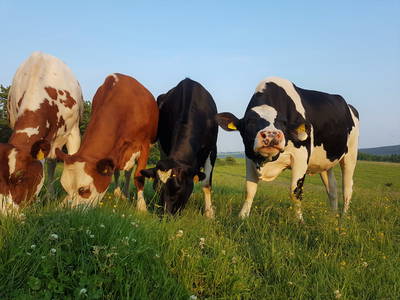 Bild 10 aus  Ferienhof-Marx