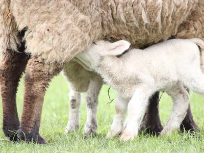 Bild 24 aus  Ferienhof Nordseeblick ****