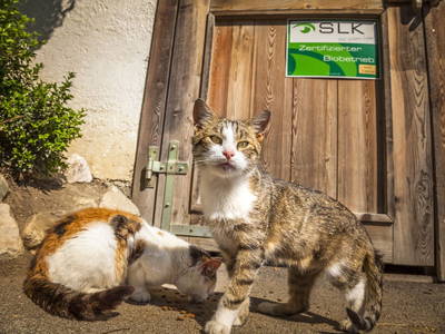 Bild 22 aus  Untersüßgut & Almidylle