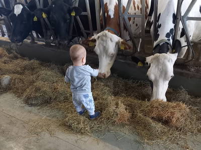 Bild 14 aus  Knödler Stadel