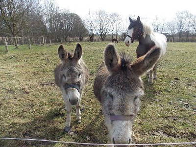 Bild 8 aus  Angelhof Weseloh