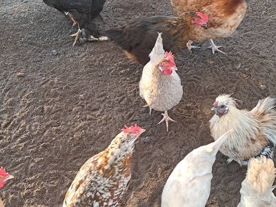 Bild 23 aus  Tiny House trifft Alpaka-Traum – Natururlaub mal anders!