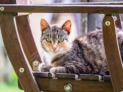 Bild 11 aus  Ferienhof Schnoor