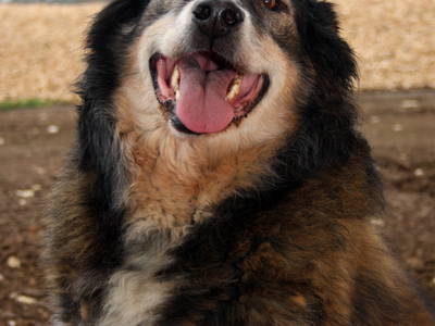 Bild 52 aus  Hollweck's Landoase