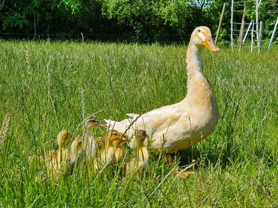 Bild 16 aus  Ferienhof   Witte Haubarg                -  2025 Beliebtester Ferienhof für Familienurlaub