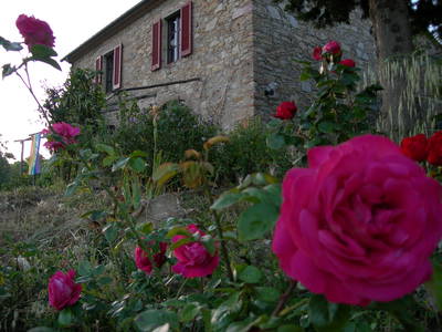 Bild 4 aus  Podere San Giuseppe - altes Bauernhaus mit 3 Wohnungen, Hunde willkommen