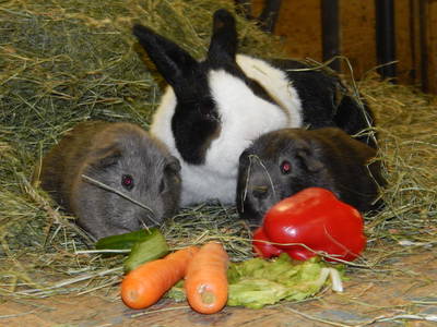 Bild 4 aus  Ferienhof Kreutzer