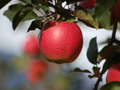 Bild 18 aus  Callhof Biohof