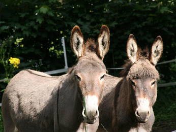 Bild 3 aus  Eselhof Le Certeau
