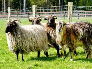 Bild 15 aus  Ferienhof Meinerdingen GbR