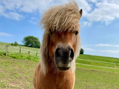 Bild 3 aus  Ferienhof Morich Harz