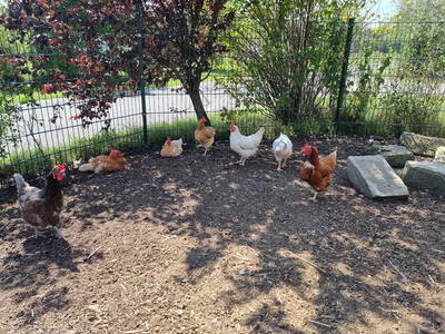 Bild 16 aus  Bauernhof Härtel