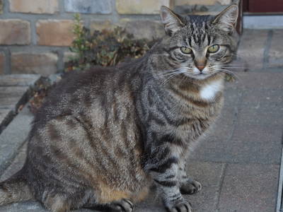 Bild 26 aus  Braunsberger Höfe