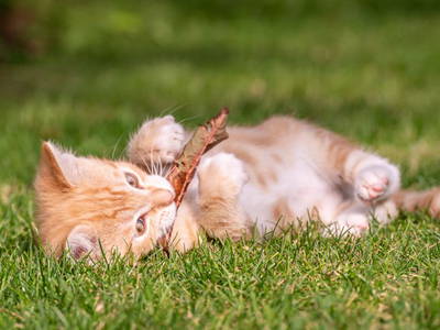 Bild 7 aus  Ferienhof Schnoor