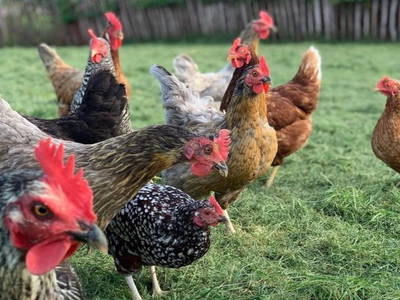 Bild 12 aus  Ferienhof Weißenbach