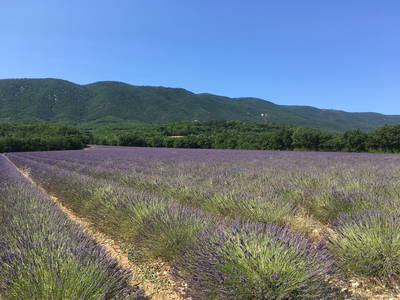 Bild 4 aus  Domaine de La Bastidonne (PROVENCE-LUBERON)