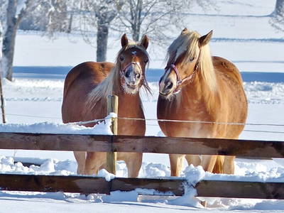 Bild 38 aus  Augustinerhof