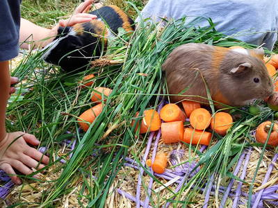 Bild 43 aus  Auf'm Reifnhof: Ihr Kreativhof am Simssee im Chiemgau