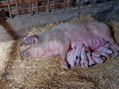 Bild 35 aus  Schellen Hof