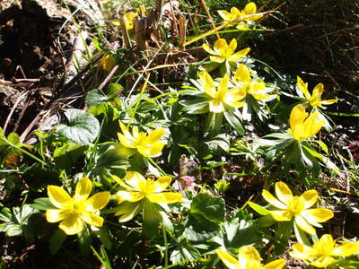 Bild 23 aus  Forsthof Niendorf