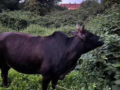 Bild 18 aus  Luminohof