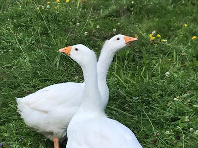 Bild 17 aus  Ferienhof am Mehlbach