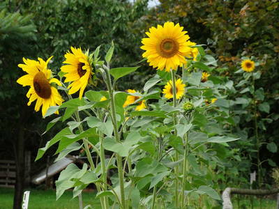 Bild 8 aus  Ferienhof Süllwold