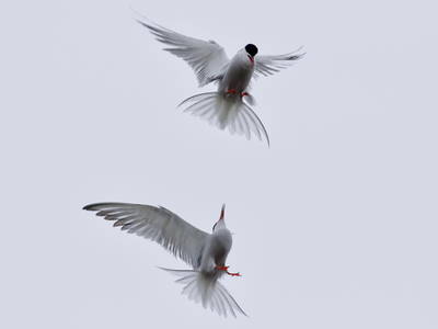 Vogelbeobachtung an der Nordseeküste