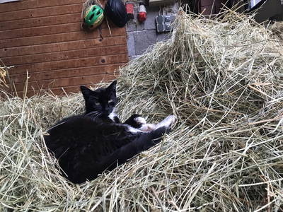Bild 42 aus  Landkulturhof Glücksbringer