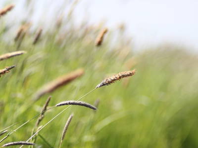 Bild 23 aus  Ferienhof Nordseeblick ****