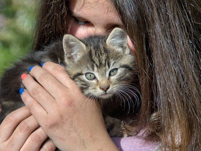 Bild 17 aus  Bauernhof Rützler