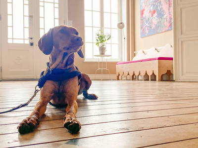 Bild 24 aus  Gut Pohnstorf