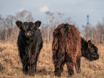 Bild 17 aus  LandSelection Ferien- und Erlebnishof Janssen