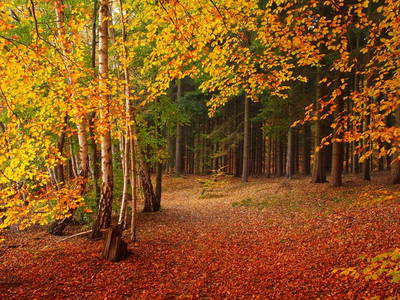 Herbswald bei Pälitzhof