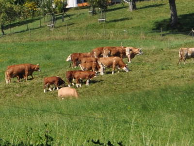 Bild 6 aus  Hermannshöhe