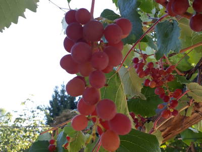 Bild 11 aus  Ansitz Parstorfer