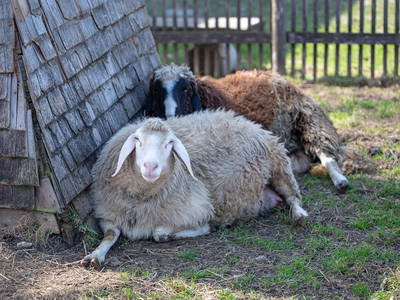 Bild 22 aus  Erharthof - Familie Lautenbacher