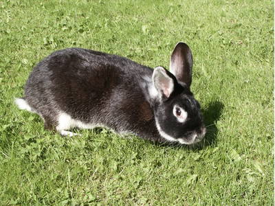 Bild 53 aus  Erlebnis-Bauernhof Kliewe auf der Insel Rügen