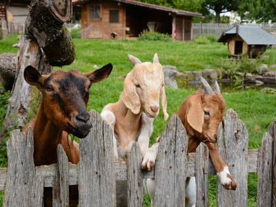 Bild 20 aus  Pension Baarblick